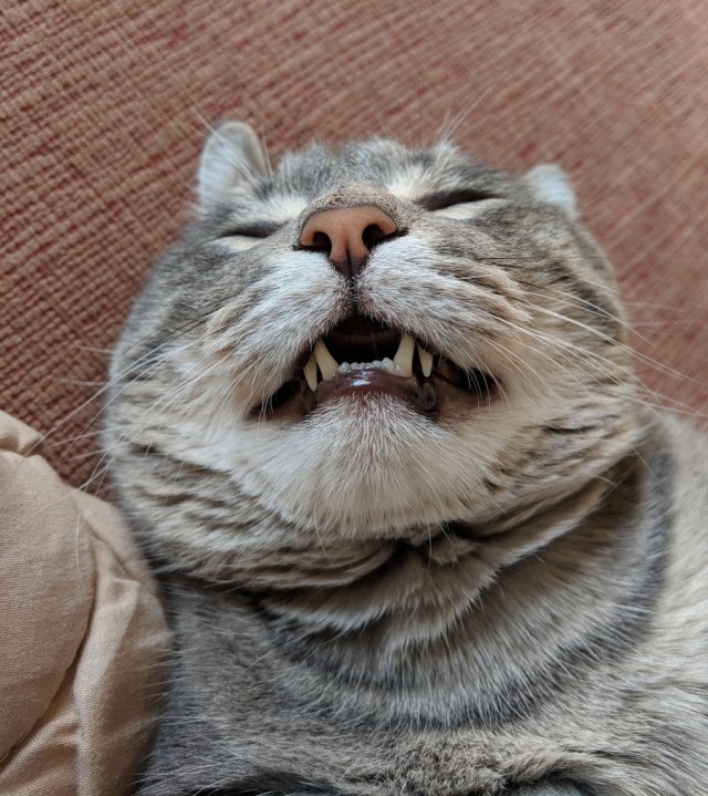 Мой самый первый КОТовторник!