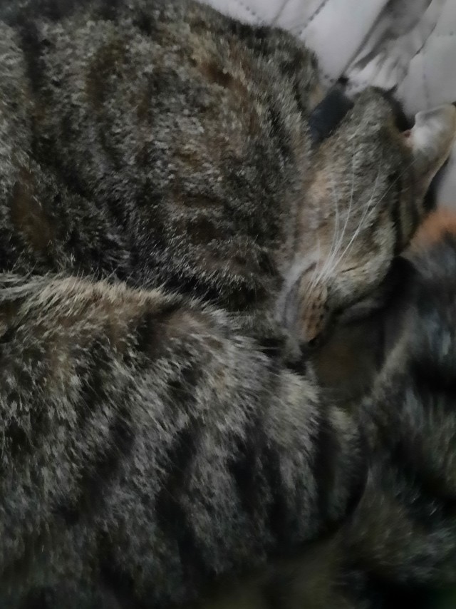 Солнце котовторника уже встало, Господа!