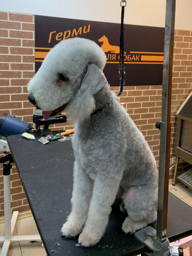 Подборка диких помесей собак