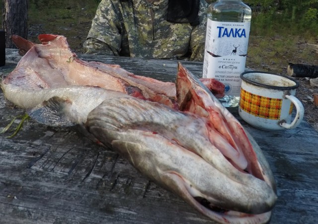 Таймень: Рыбаки называют его водным тигром. Крупнейший лосось с легкостью охотится на сухопутных животных