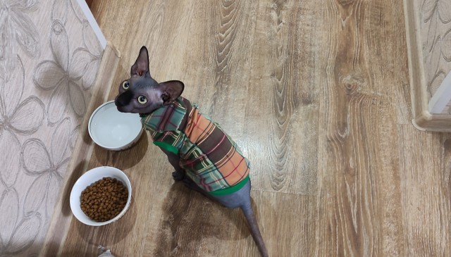 Вторник. Котэ. Пора