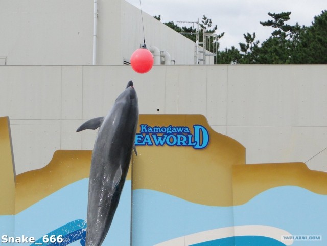 SeaworlD  Япония