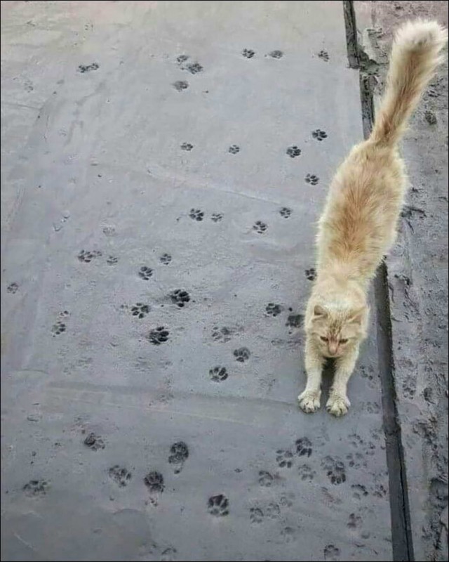 Забавные и милые котейки