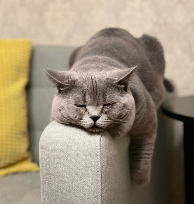 А что это мы котовторник не начинаем? Время пришло!
