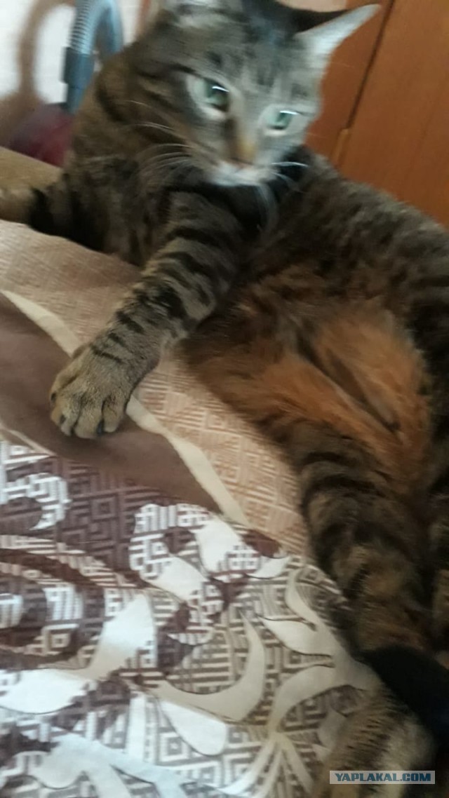 Котовторник ведь начался!