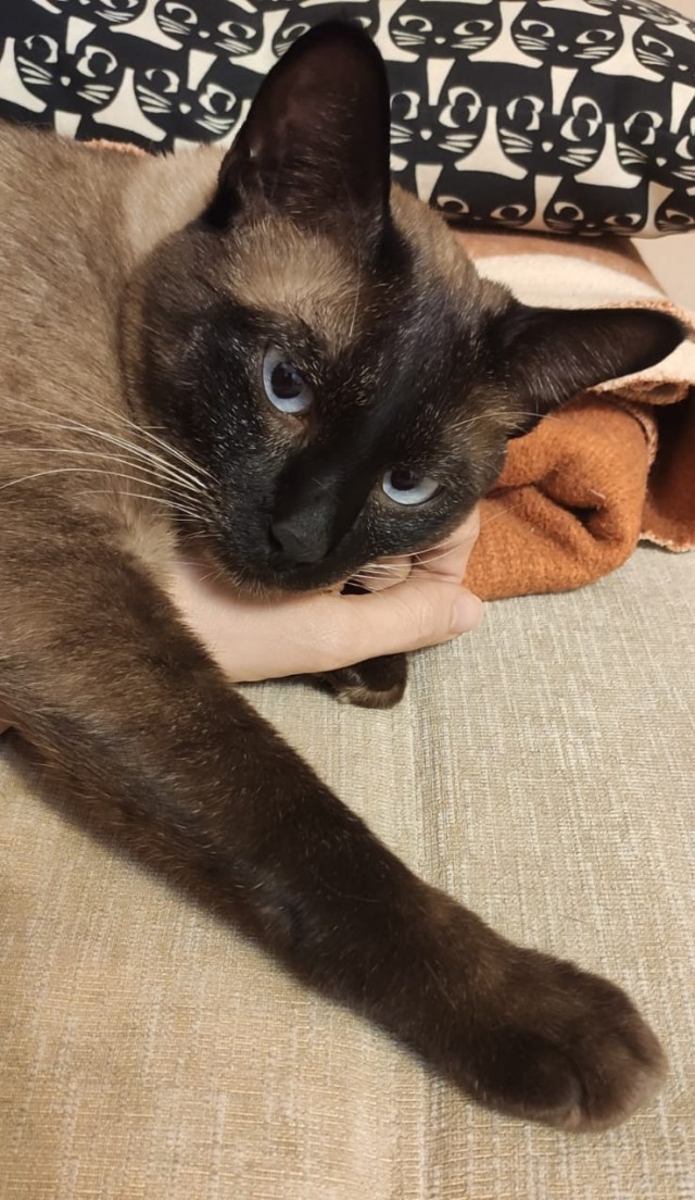 Котовторник ведь начался!