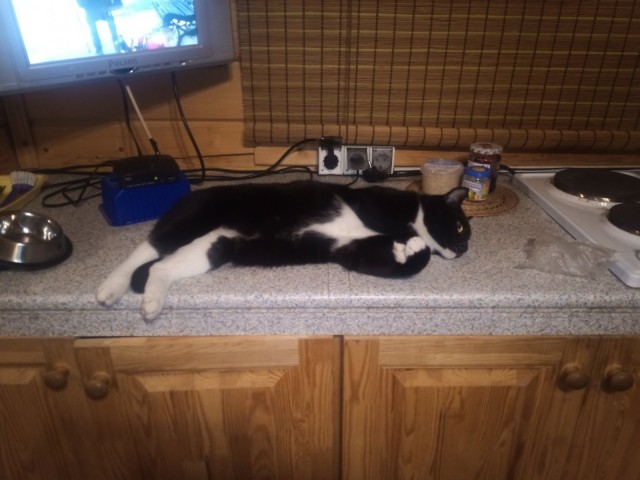 Котовторник! Пара фоток суровых котов.