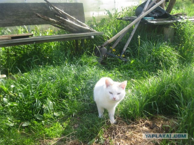 Жизнь домашнего приюта для котеек 396
