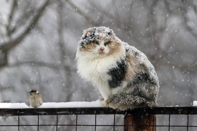 Котовторник 1.11.22