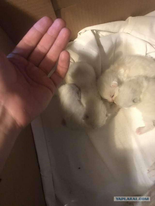 Без кота жизнь не та