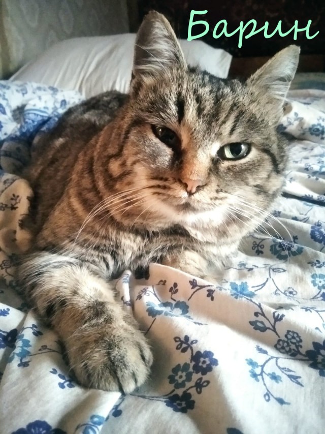 Жизнь домашнего приюта "Котоленд" 364