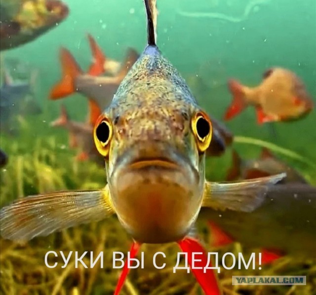 Под пиво