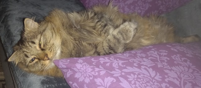 Даёшь котов в этот вторник!