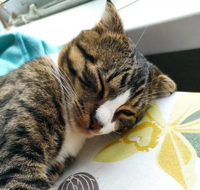 Кот Филимон