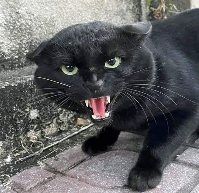 Свали! Я тебя ща сожру! Ой...