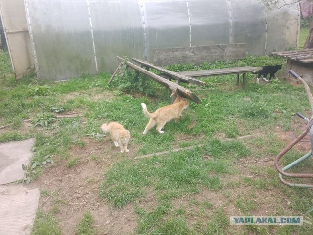 Жизнь домашнего приюта для котеек 455