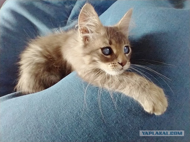 Котовторник. Немного сицилийских котов.