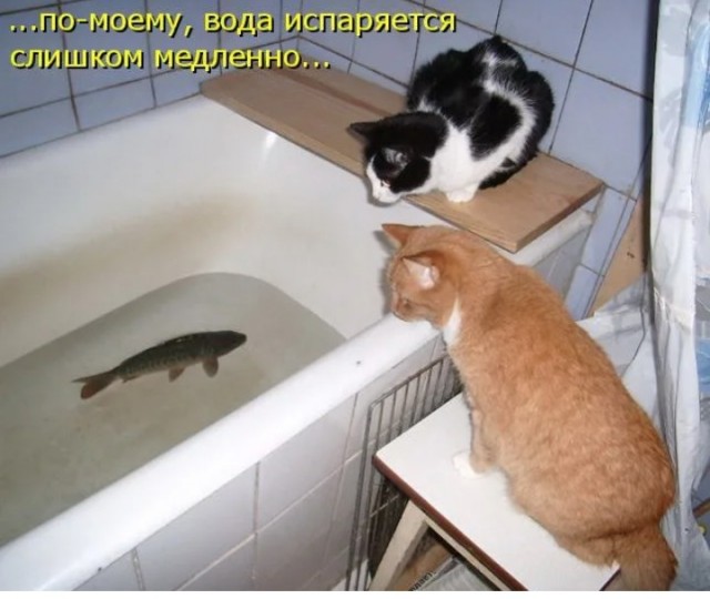 Жизнь домашнего приюта "Котоленд" 412