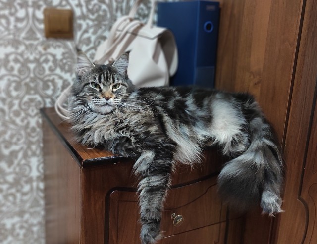 Кошки думают, что мы тоже кошки. Вот 6 доказательств