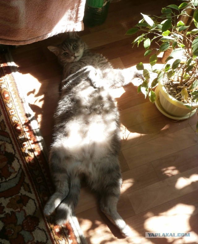 Котовторник 30.04.2013