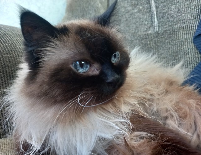 Моя кошка