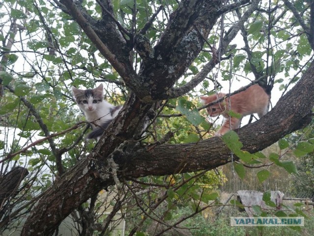 Жизнь домашнего приюта для котеек 516