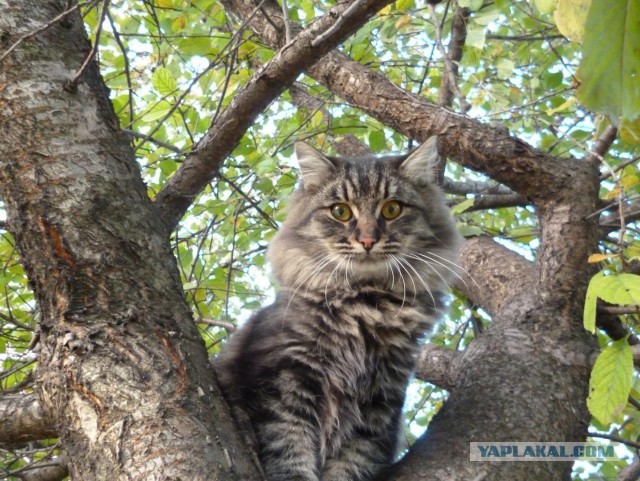 Котовторник 05/11/2024