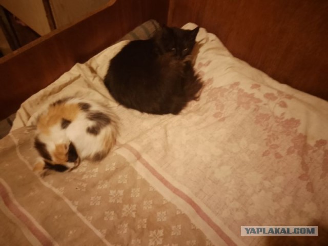 Жизнь домашнего приюта для котеек 519