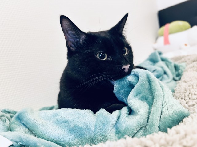 Кот чёрный, а нос розовый