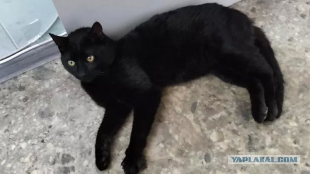 Снова про кота Бурака