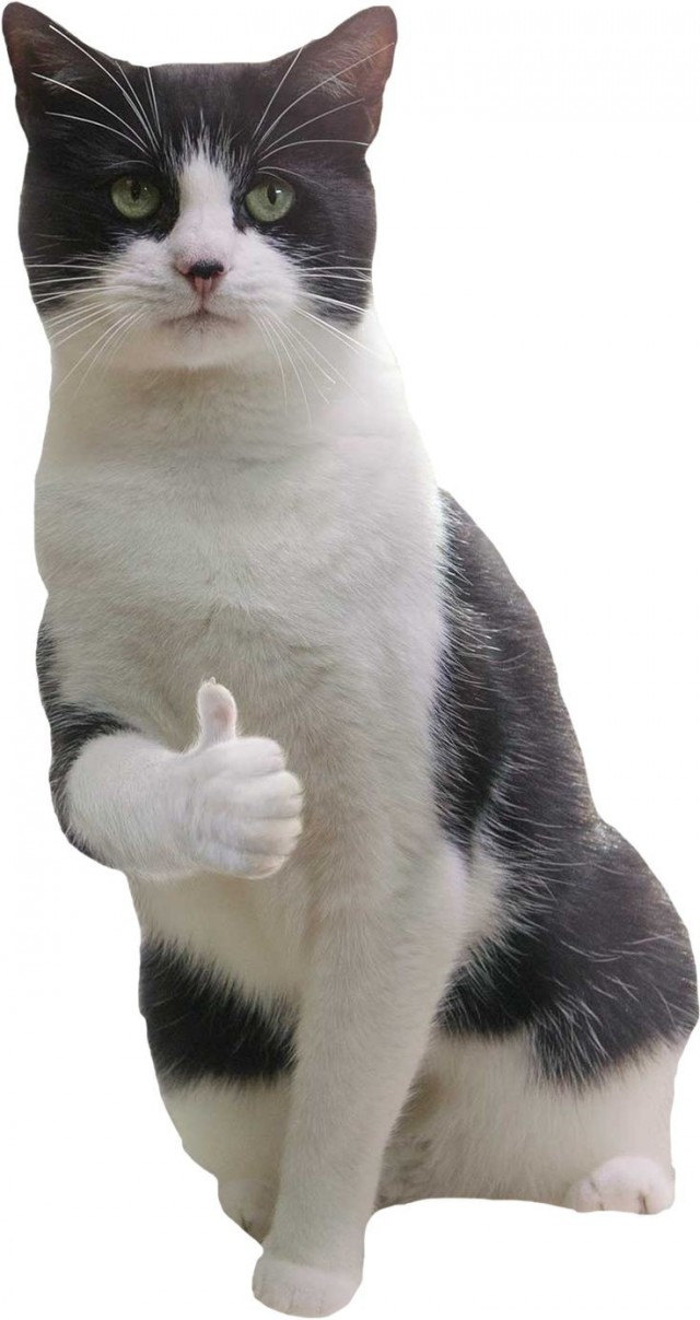 Они эволюционируют