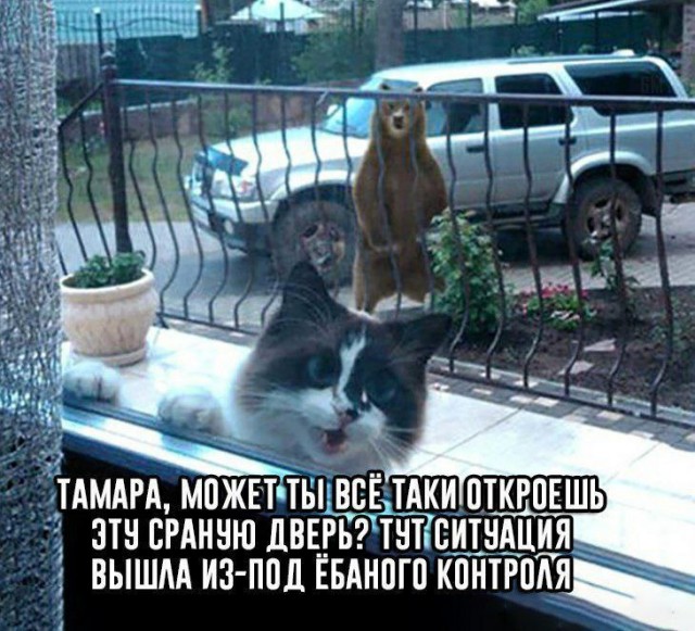 К котовторнику: подборка картинок-баянов с котиками и про котиков. Выпуск 9