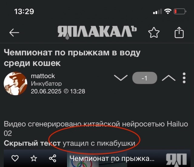 Чемпионат по прыжкам в воду среди кошек