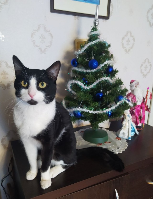 Жизнь Кота