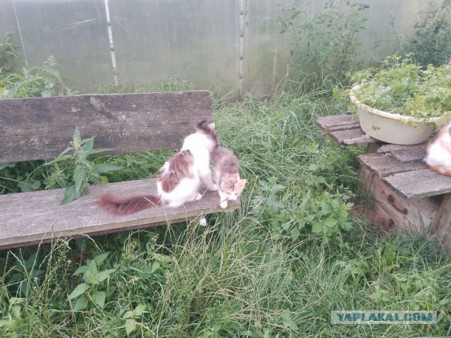 Жизнь домашнего приюта для котеек 553