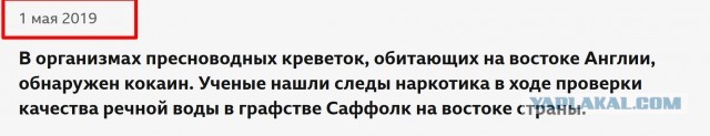 Ученые обнаружили кокаин абсолютно во всех креветках, выловленных для взятия проб в английских водоемах