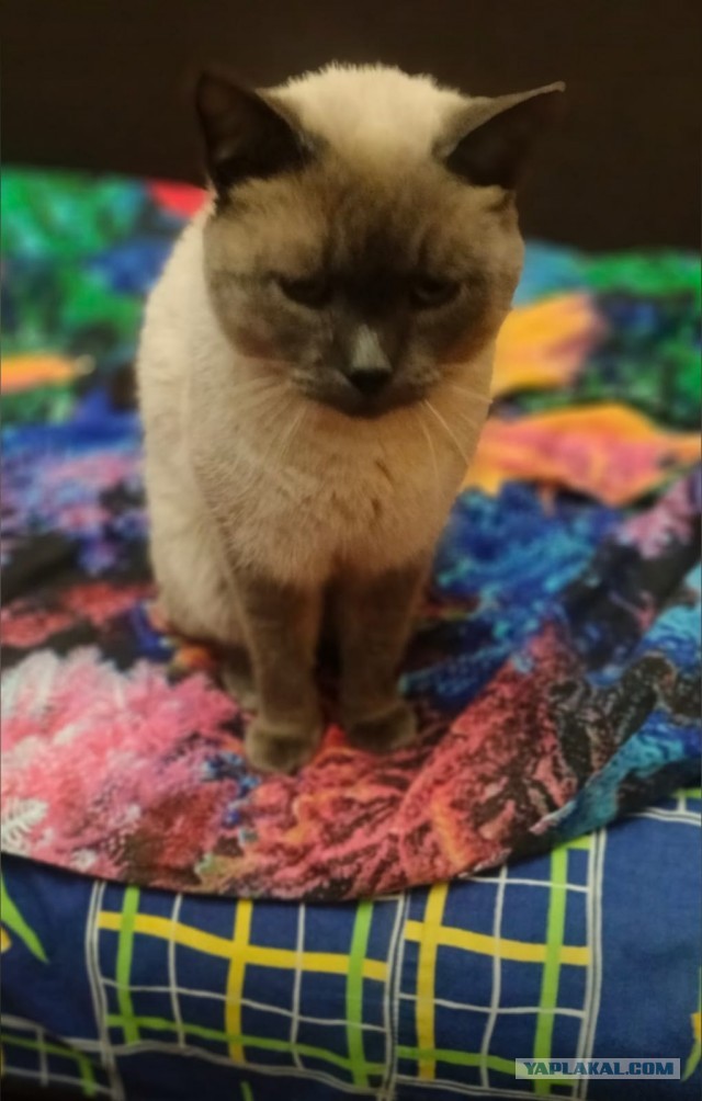 Котовторник.Наши модели