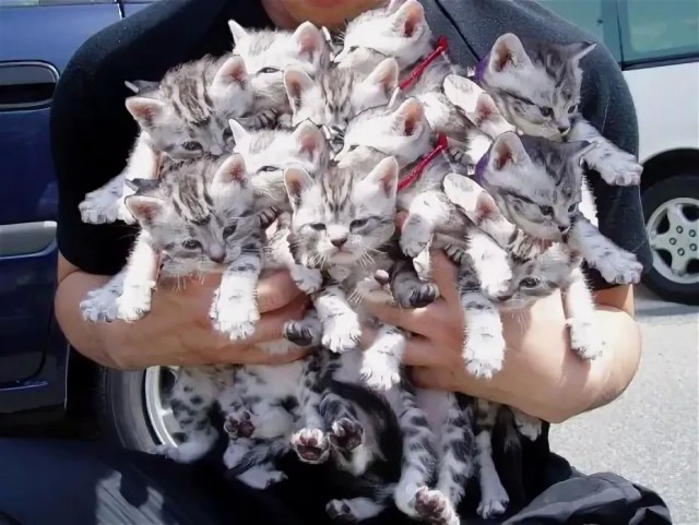 Мой будущий кот