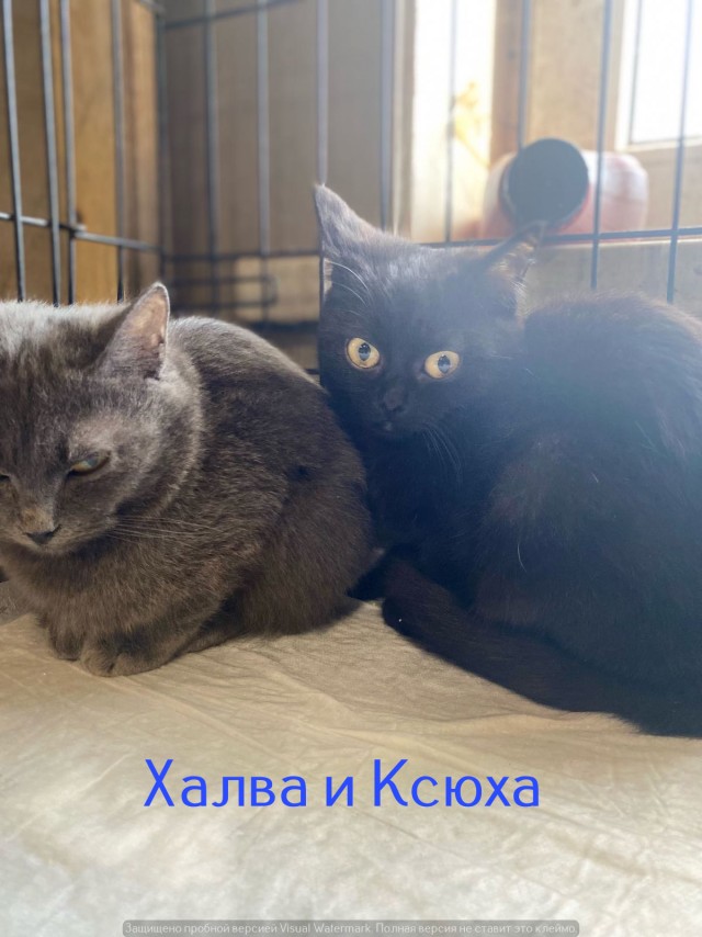 Жизнь домашнего приюта "Котоленд" 538