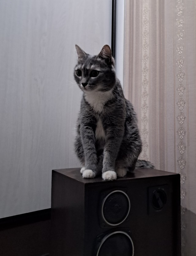 Котовторник. Маруселла.