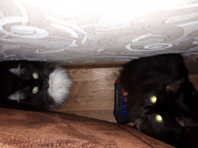 Котоволхвы