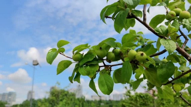 Увлечение фастфудом в детстве меняет структуру мозга