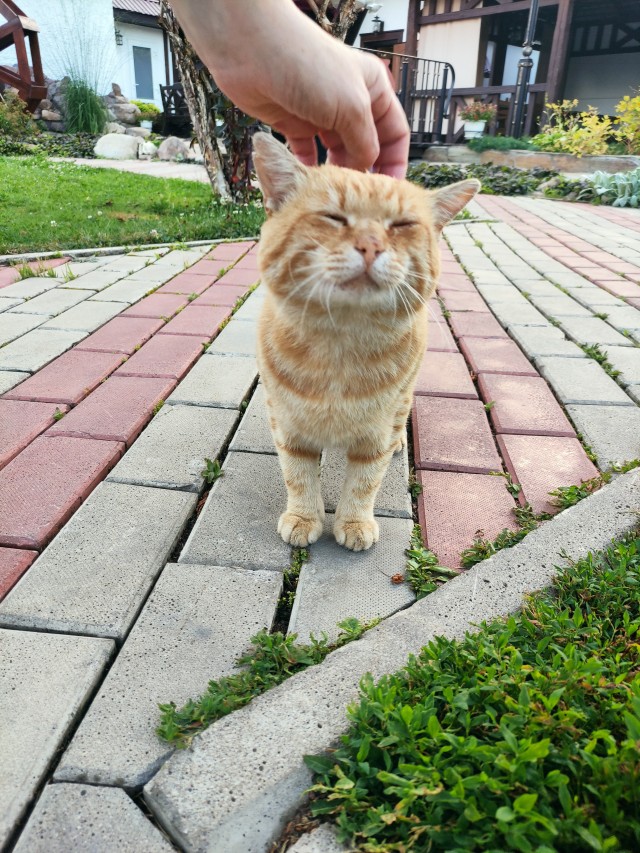 Дворовые коты