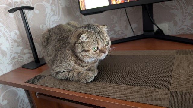 Раз котовторник, то получите )