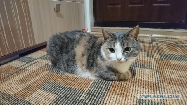Баааарсик.