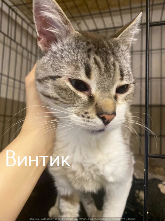 Жизнь домашнего приюта "Котоленд" 564
