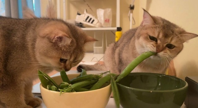 К-котовторник