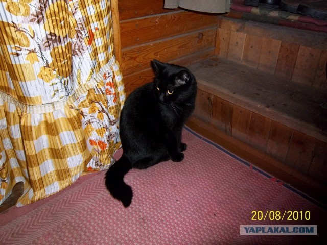 Котовторник 17.09.2013