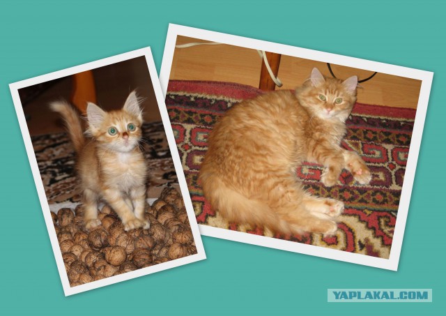 Про спасенных котеек