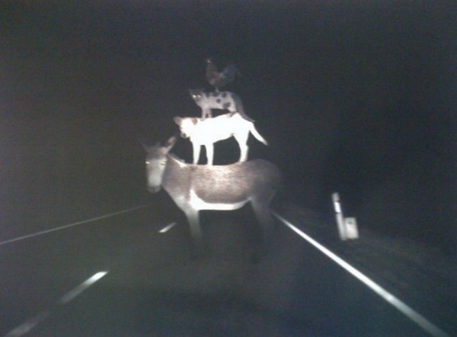 Вдруг откуда не возьмись.